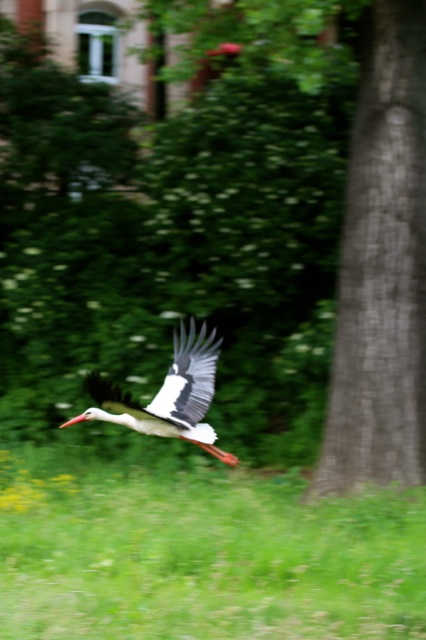 Holunderblütengelee Holunderblütengelee | storch in der Luft.jpg